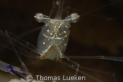 for your eyes only, D200 by Thomas Lueken 